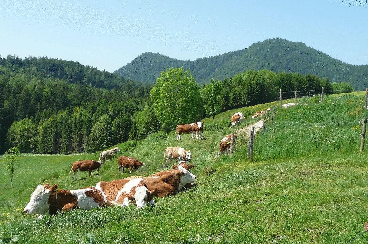 Gasthof Jachenau Germany